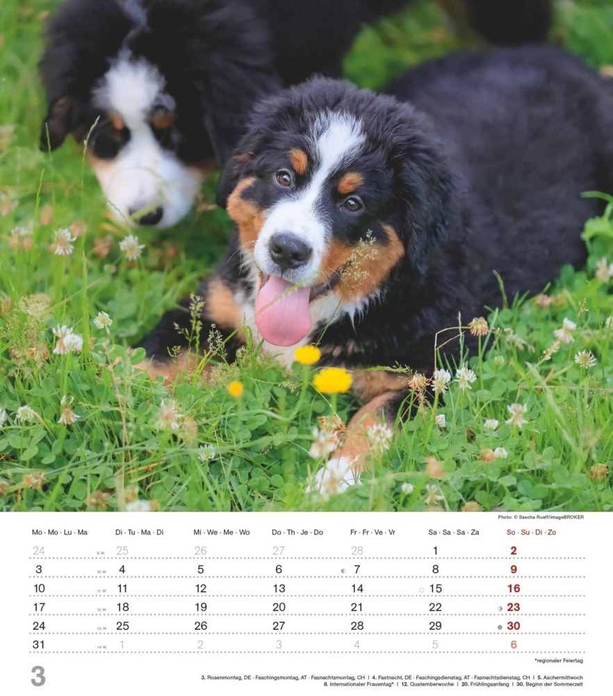 Bild: 4251732344405 | Alpha Edition - Niedliche Hundekinder 2025 Bildkalender, 30x40cm,...