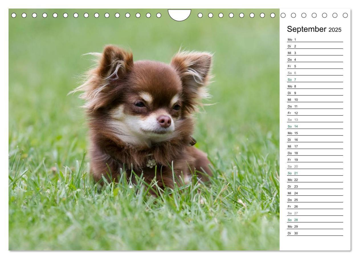 Bild: 9783435557295 | Chihuahuas - kleine Herzensbrecher (Wandkalender 2025 DIN A4 quer),...