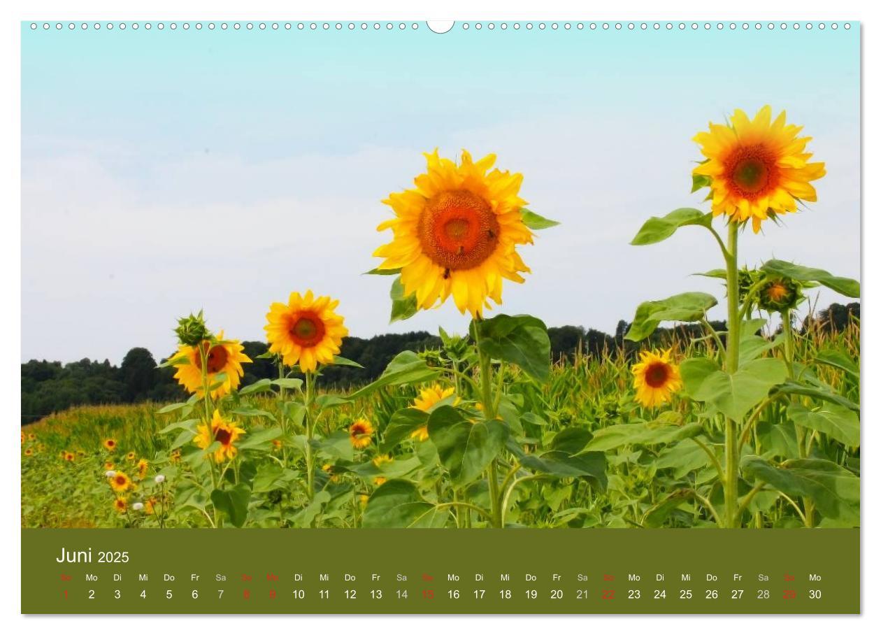 Bild: 9783435799404 | Sonnenblumen - die Blumen der Lebensfreude (Wandkalender 2025 DIN...