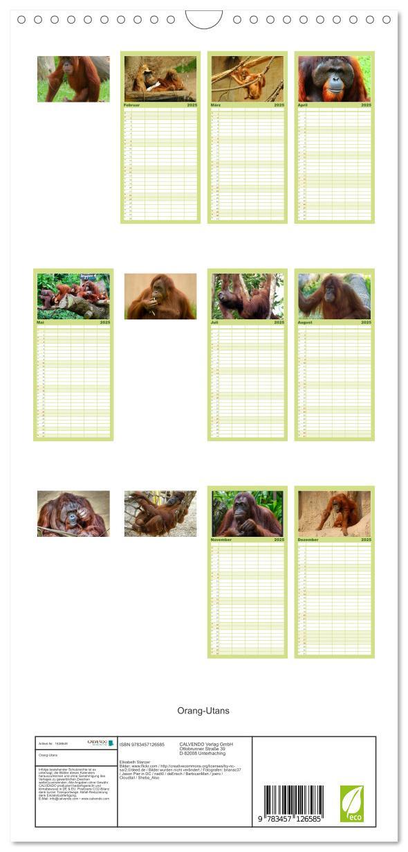 Bild: 9783457126585 | Familienplaner 2025 - Orang-Utans mit 5 Spalten (Wandkalender, 21 x...