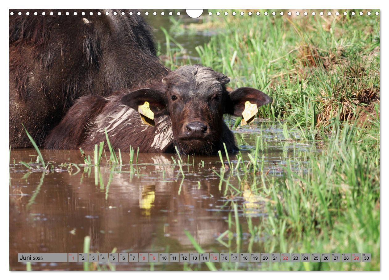 Bild: 9783435206773 | Wasserbüffel - In der Ruhe liegt die Kraft (Wandkalender 2025 DIN...