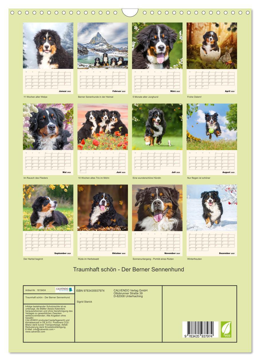 Bild: 9783435937974 | Traumhaft schön - Der Berner Sennenhund (Wandkalender 2025 DIN A3...