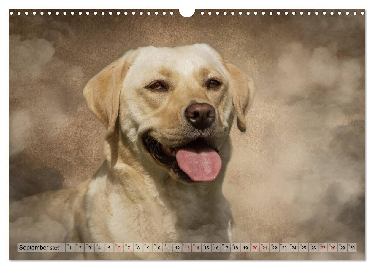 Bild: 9783435293933 | Jagdhunde im Portrait (Wandkalender 2025 DIN A3 quer), CALVENDO...