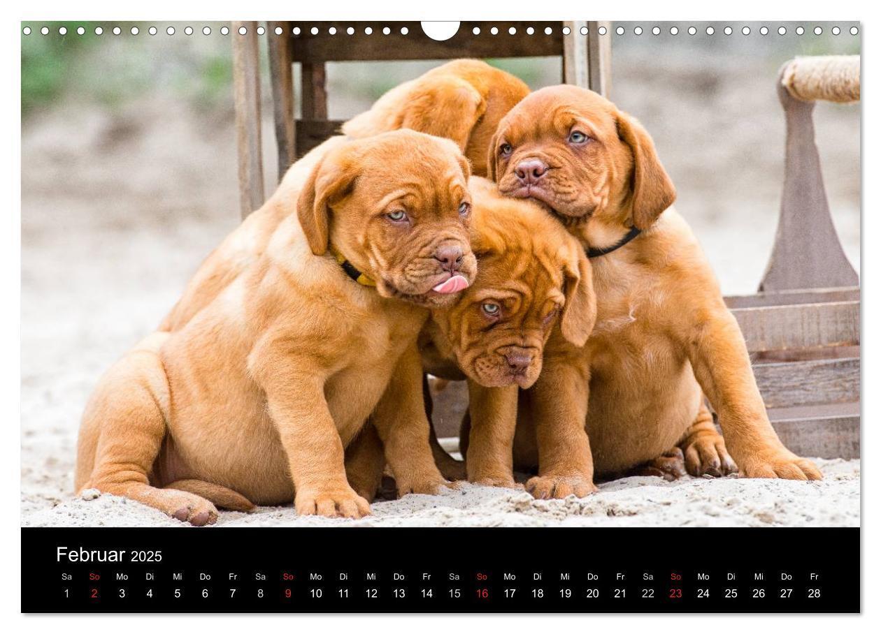 Bild: 9783435519101 | Bordeauxdoggen Welpen (Wandkalender 2025 DIN A3 quer), CALVENDO...