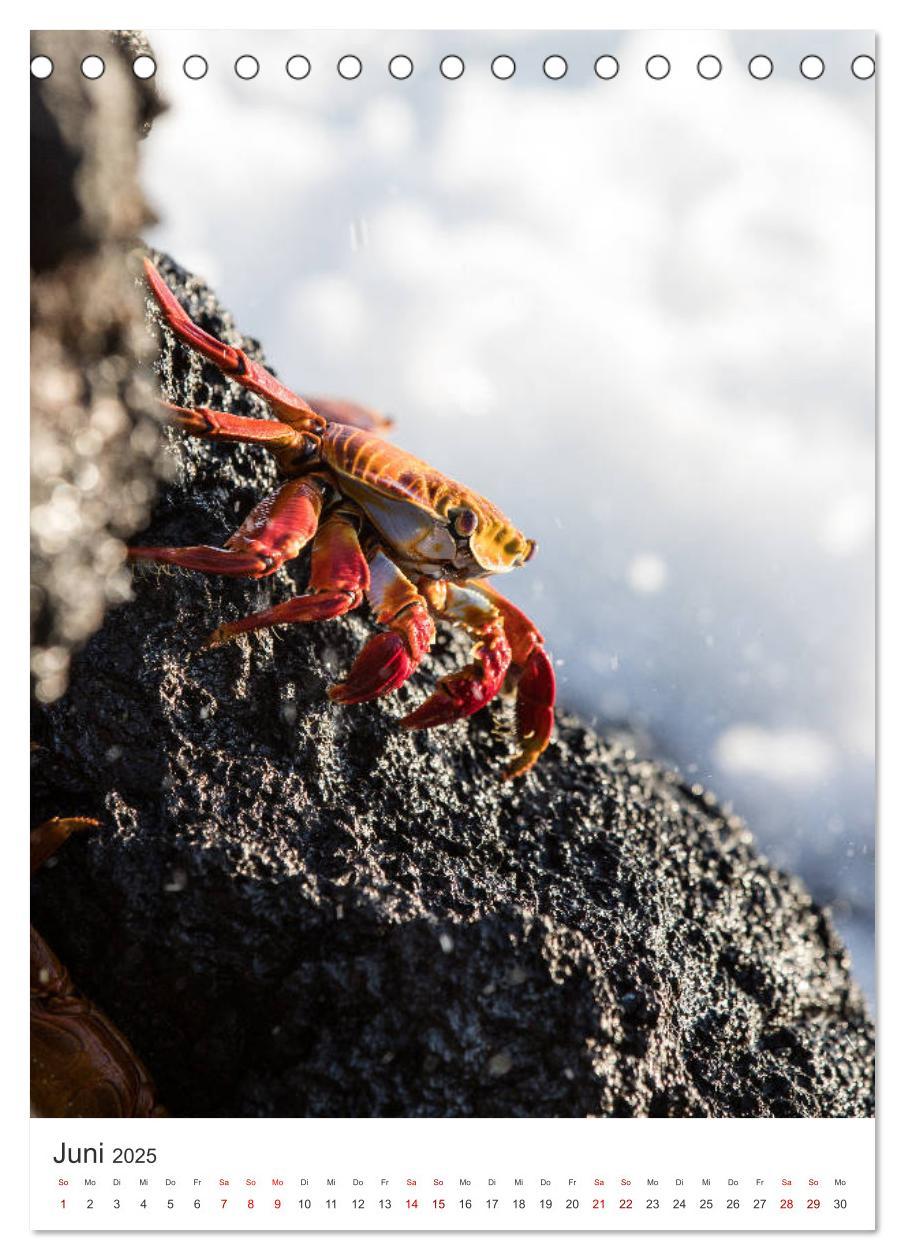 Bild: 9783435977918 | Galapagos - Atemberaubende Tierwelt (Tischkalender 2025 DIN A5...