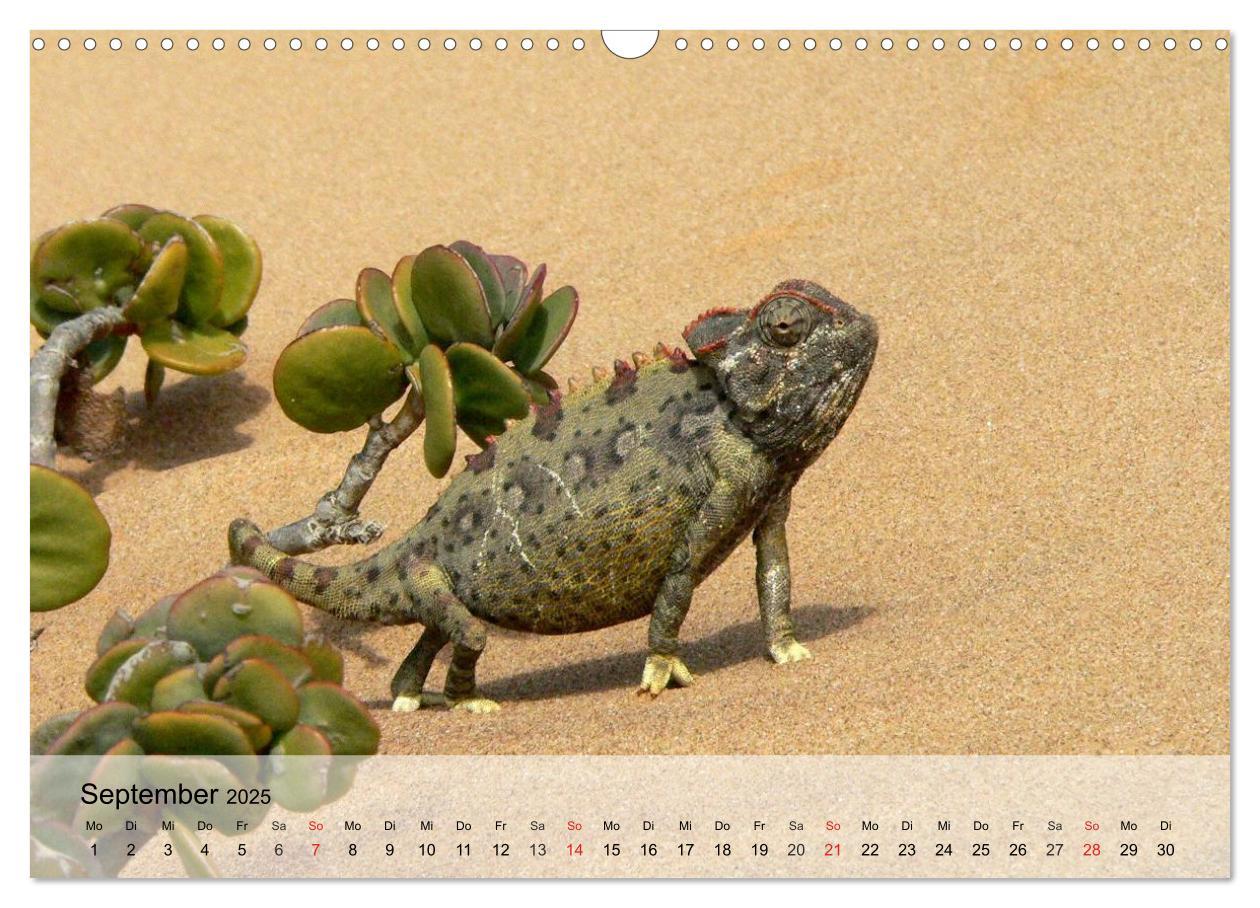 Bild: 9783435589432 | Kleine Reptilien (Wandkalender 2025 DIN A3 quer), CALVENDO...