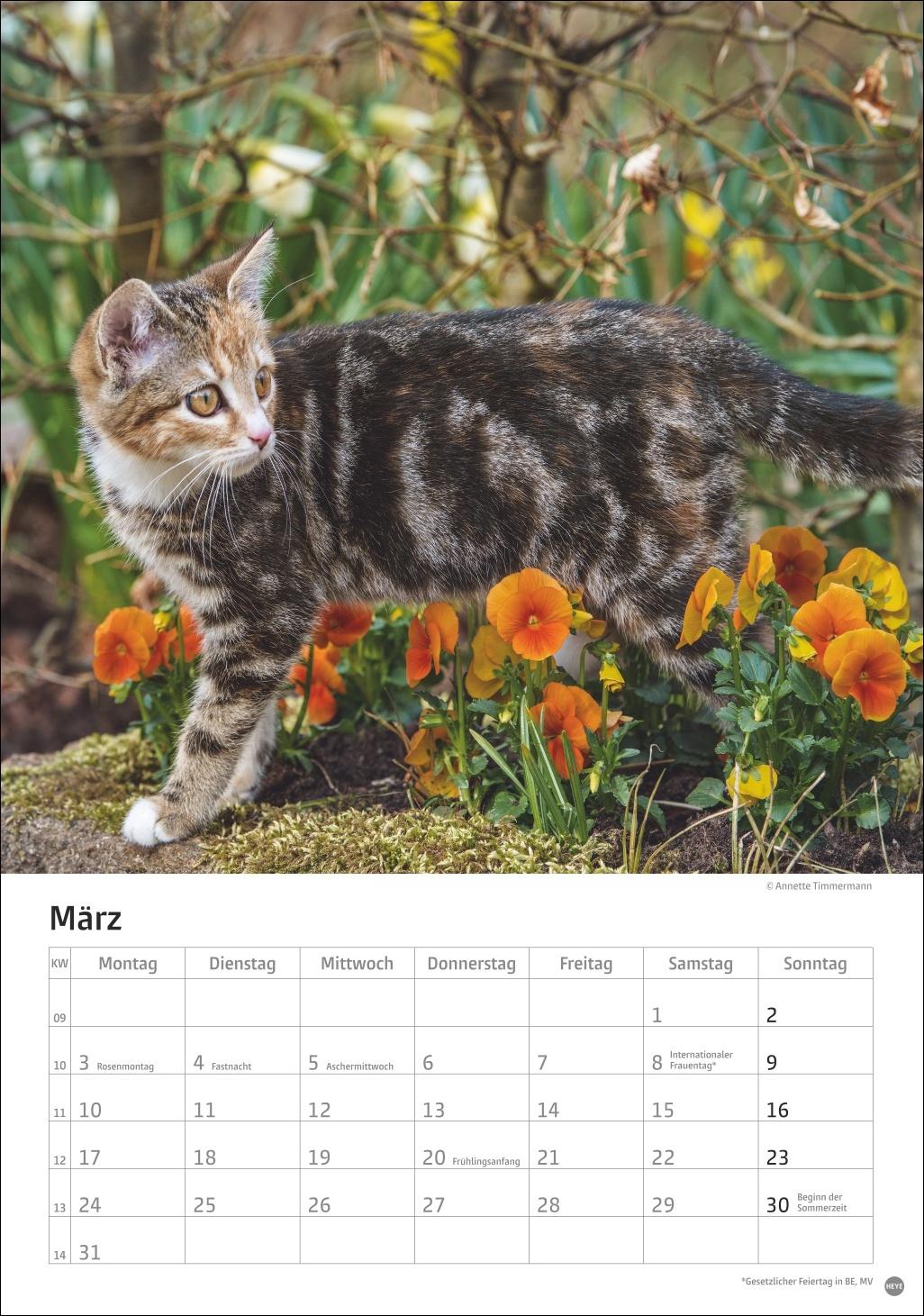 Bild: 9783756405589 | Katzen Kalender 2025 | Heye | Kalender | Spiralbindung | 13 S. | 2025