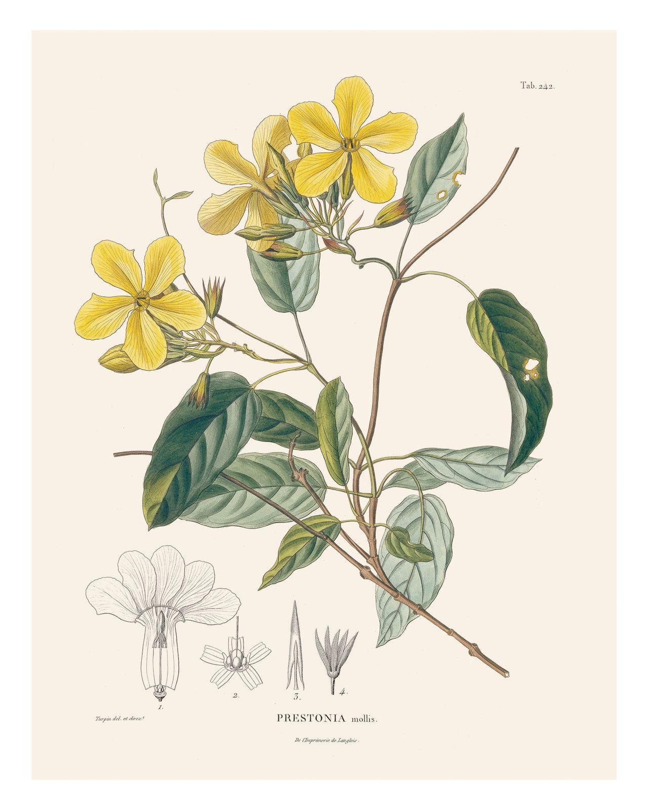 Bild: 9783791385402 | Alexander von Humboldt: Botanische Illustrationen. Posterbuch mit...