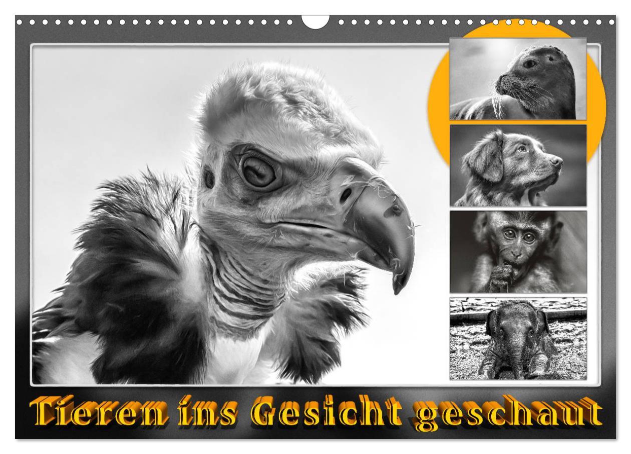 Cover: 9783435455867 | Tieren ins Gesicht geschaut (Wandkalender 2025 DIN A3 quer),...