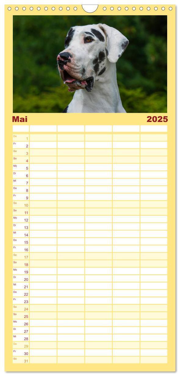 Bild: 9783457113523 | Familienplaner 2025 - Deutsche Dogge mit 5 Spalten (Wandkalender,...