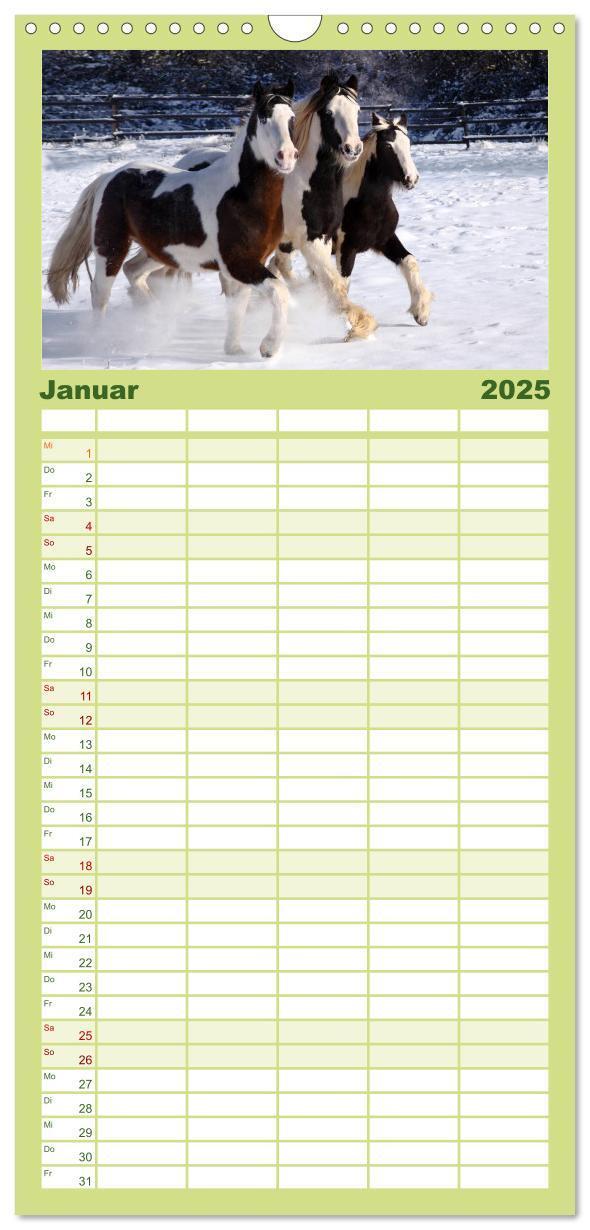 Bild: 9783457113738 | Familienplaner 2025 - Irish Tinker mit 5 Spalten (Wandkalender, 21...