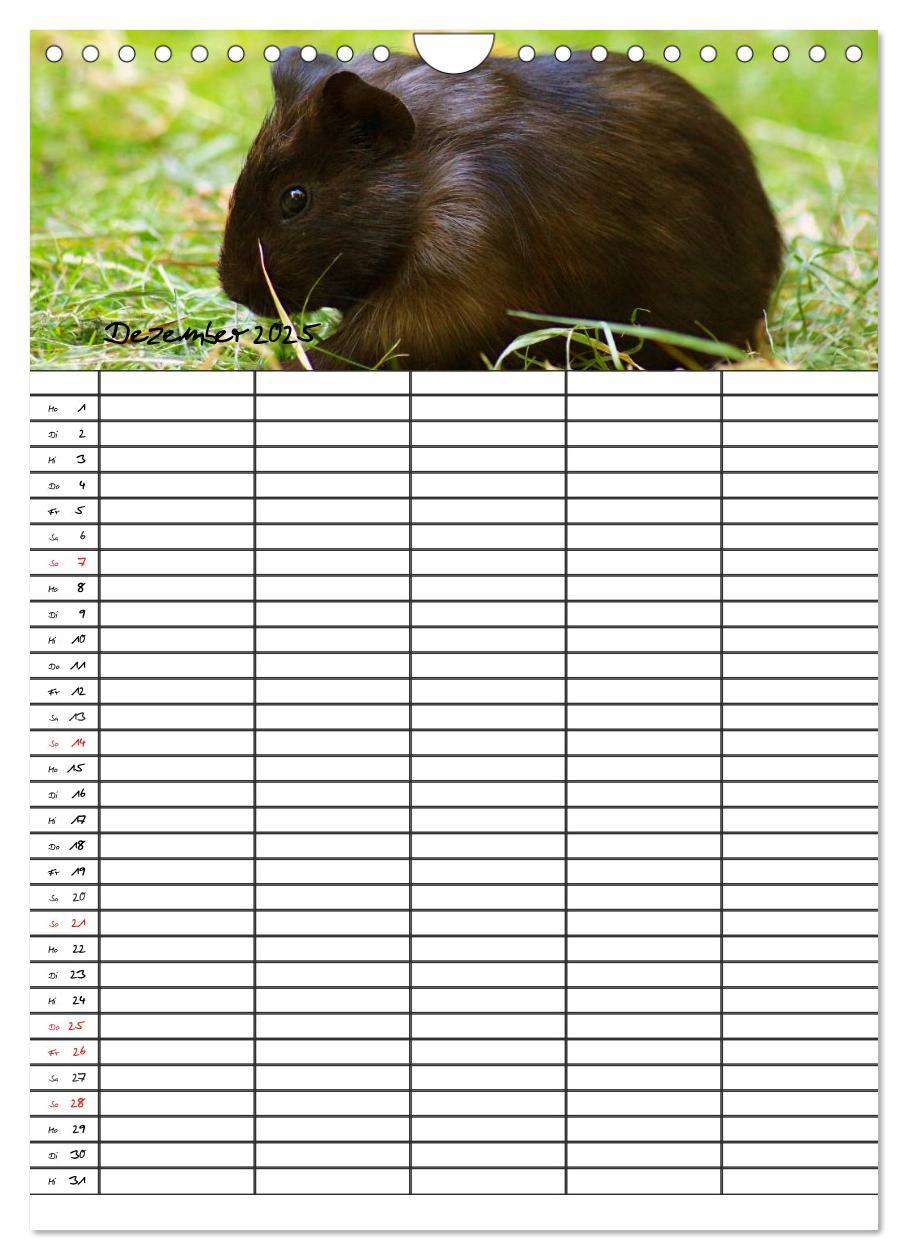 Bild: 9783457026205 | Meerschweinchen und Kaninchen Familienplaner (Wandkalender 2025 DIN...