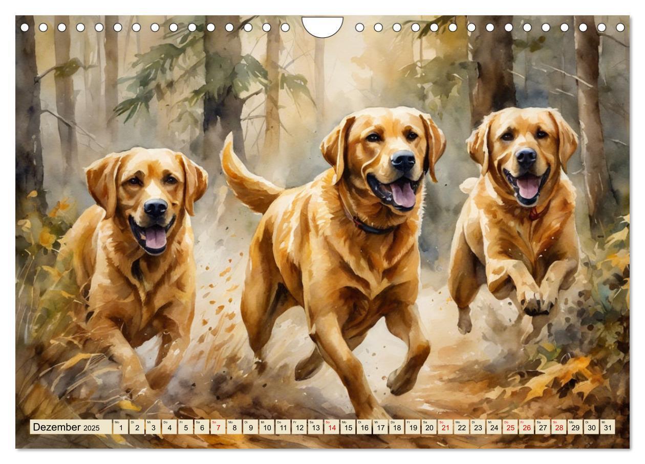 Bild: 9783383822575 | Voller Kraft und Energie - Labrador-Retriever (Wandkalender 2025...