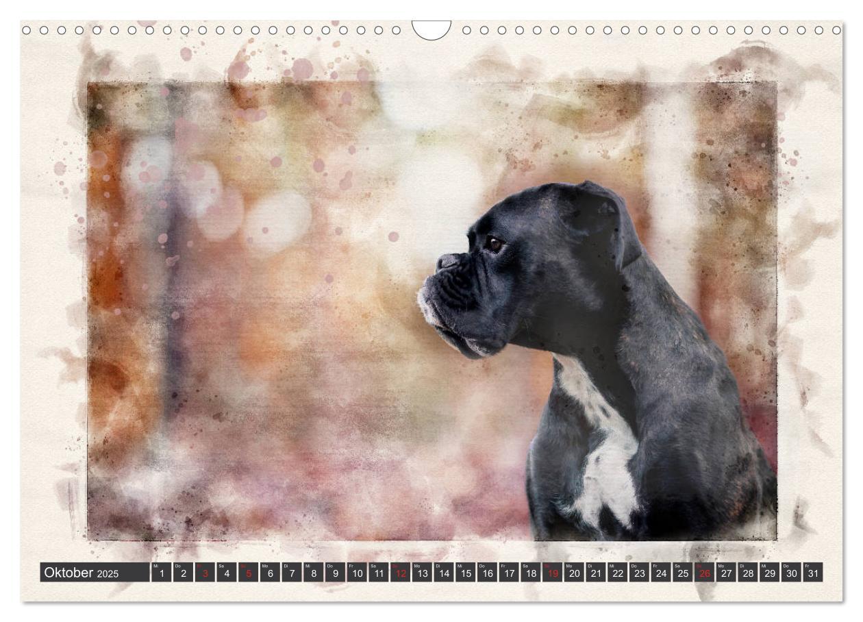 Bild: 9783435134281 | Boxer Photo&amp;Kunst (Wandkalender 2025 DIN A3 quer), CALVENDO...