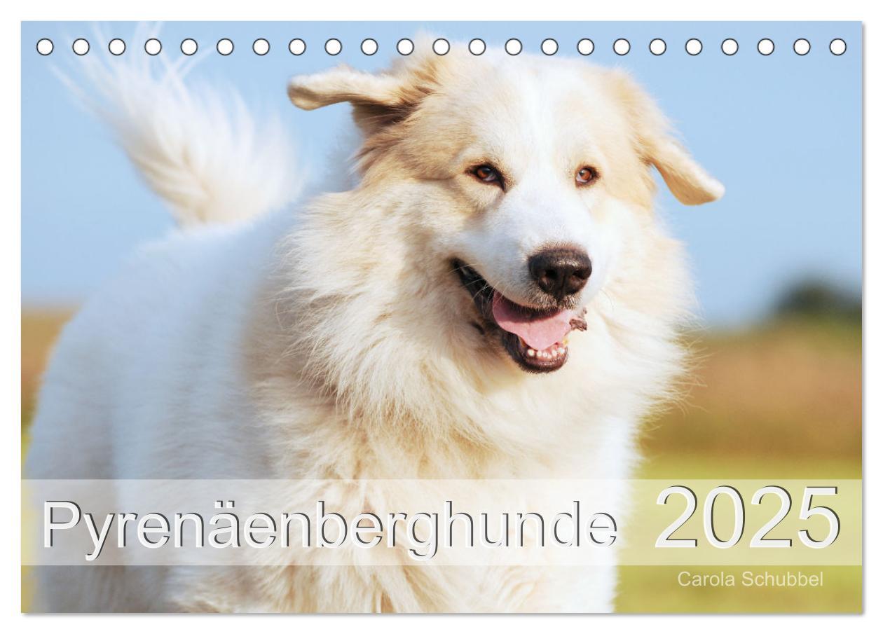 Cover: 9783435044719 | Pyrenäenberghunde (Tischkalender 2025 DIN A5 quer), CALVENDO...