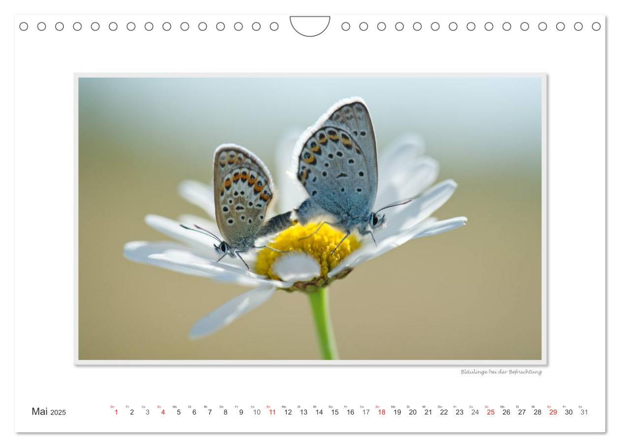 Bild: 9783435798780 | Emotionale Momente: Tierischer Sex. (Wandkalender 2025 DIN A4...