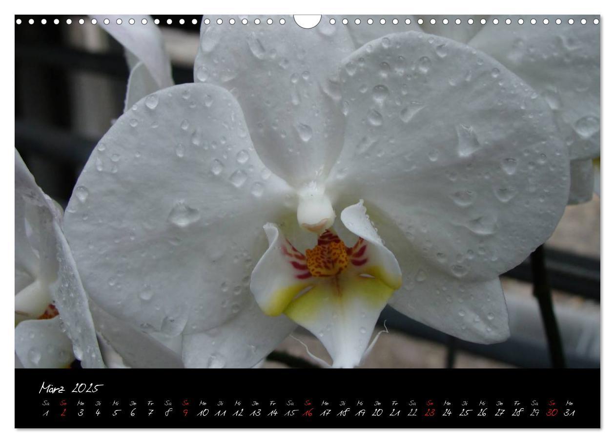 Bild: 9783435822119 | Farbenreiche Orchideen (Wandkalender 2025 DIN A3 quer), CALVENDO...