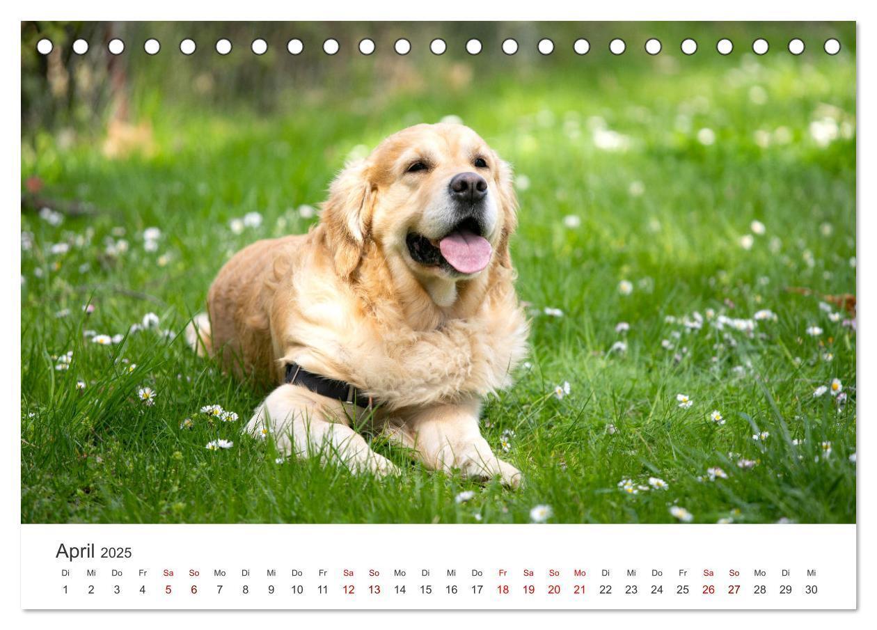 Bild: 9783383941504 | Golden Retriever - Die treuen Begleiter. (Tischkalender 2025 DIN A5...