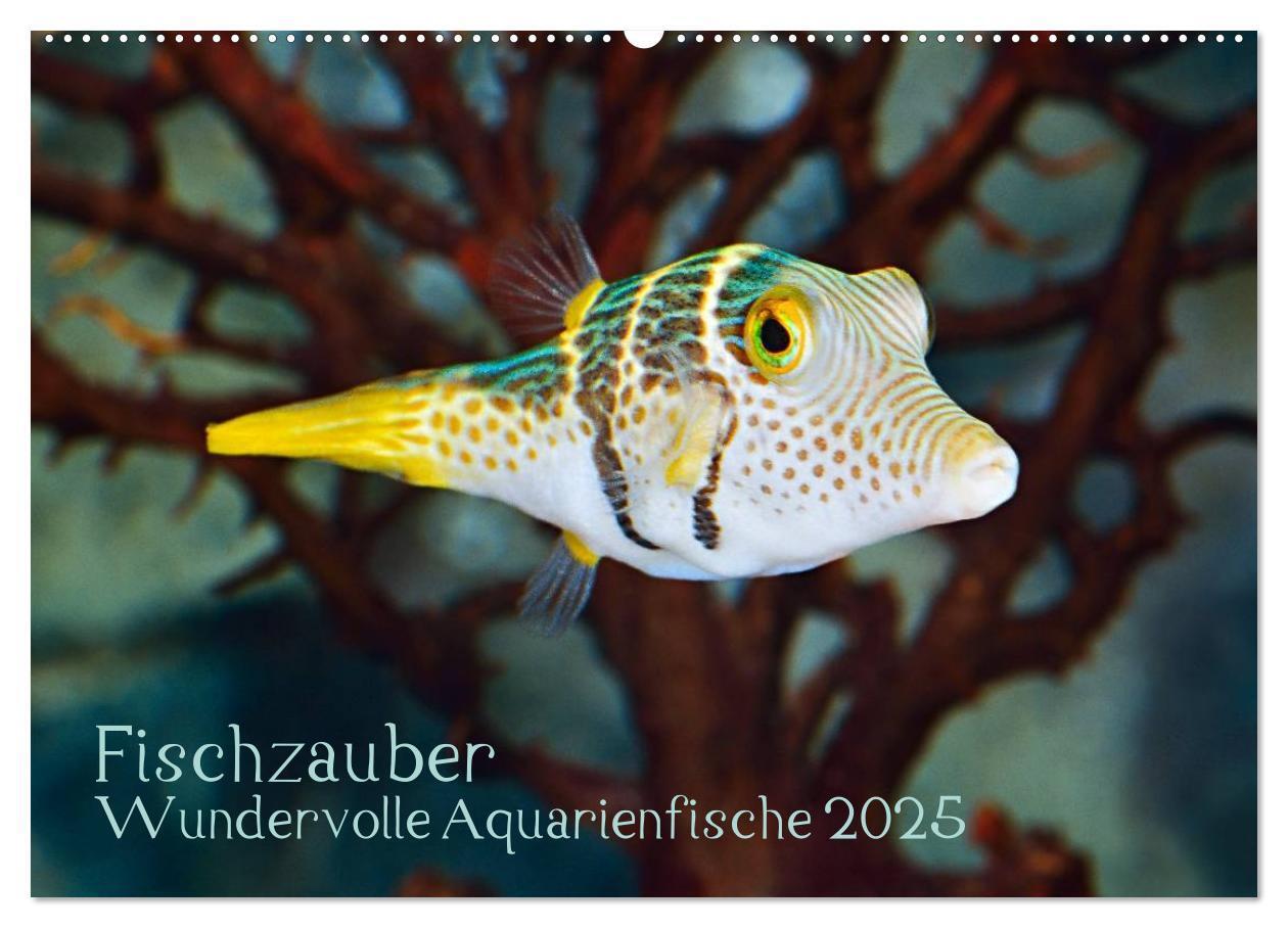 Cover: 9783435793587 | Fischzauber - Wundervolle Aquarienfische (Wandkalender 2025 DIN A2...