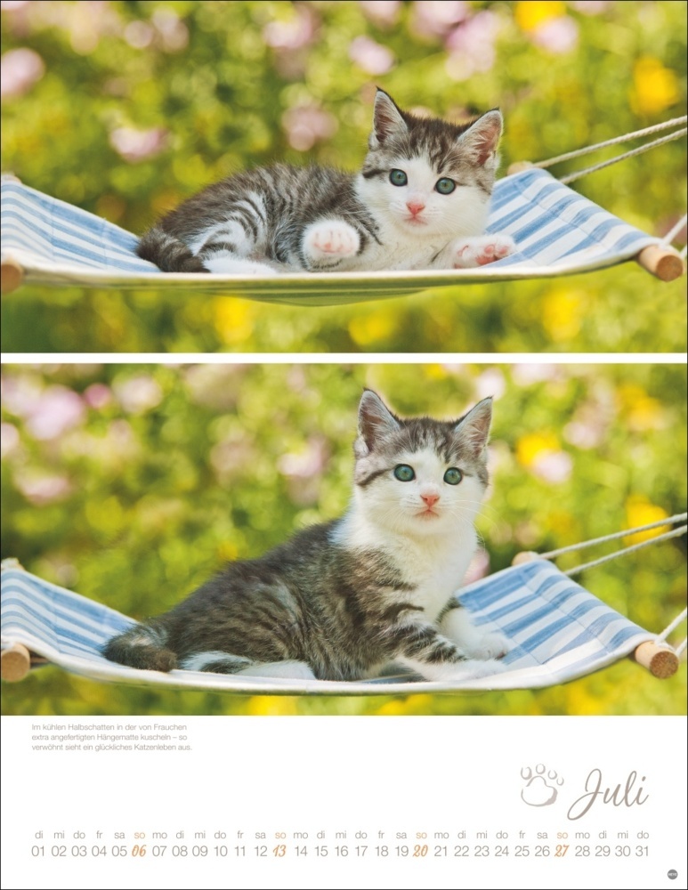 Bild: 9783756405305 | Katzenkinder Posterkalender 2025 | Monika Wegler | Kalender | 14 S.