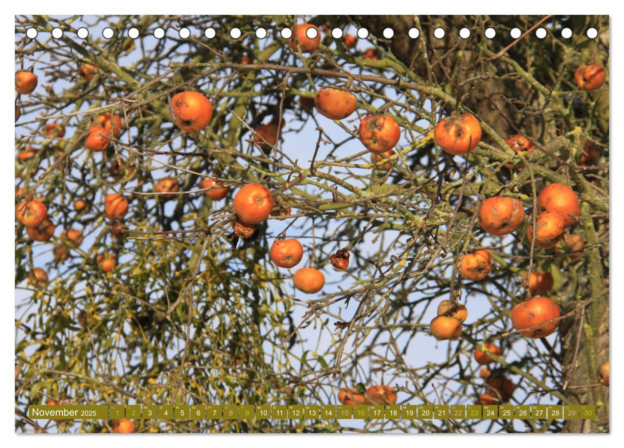 Bild: 9783435061631 | Apfelbaum und Streuobstwiesen (Tischkalender 2025 DIN A5 quer),...