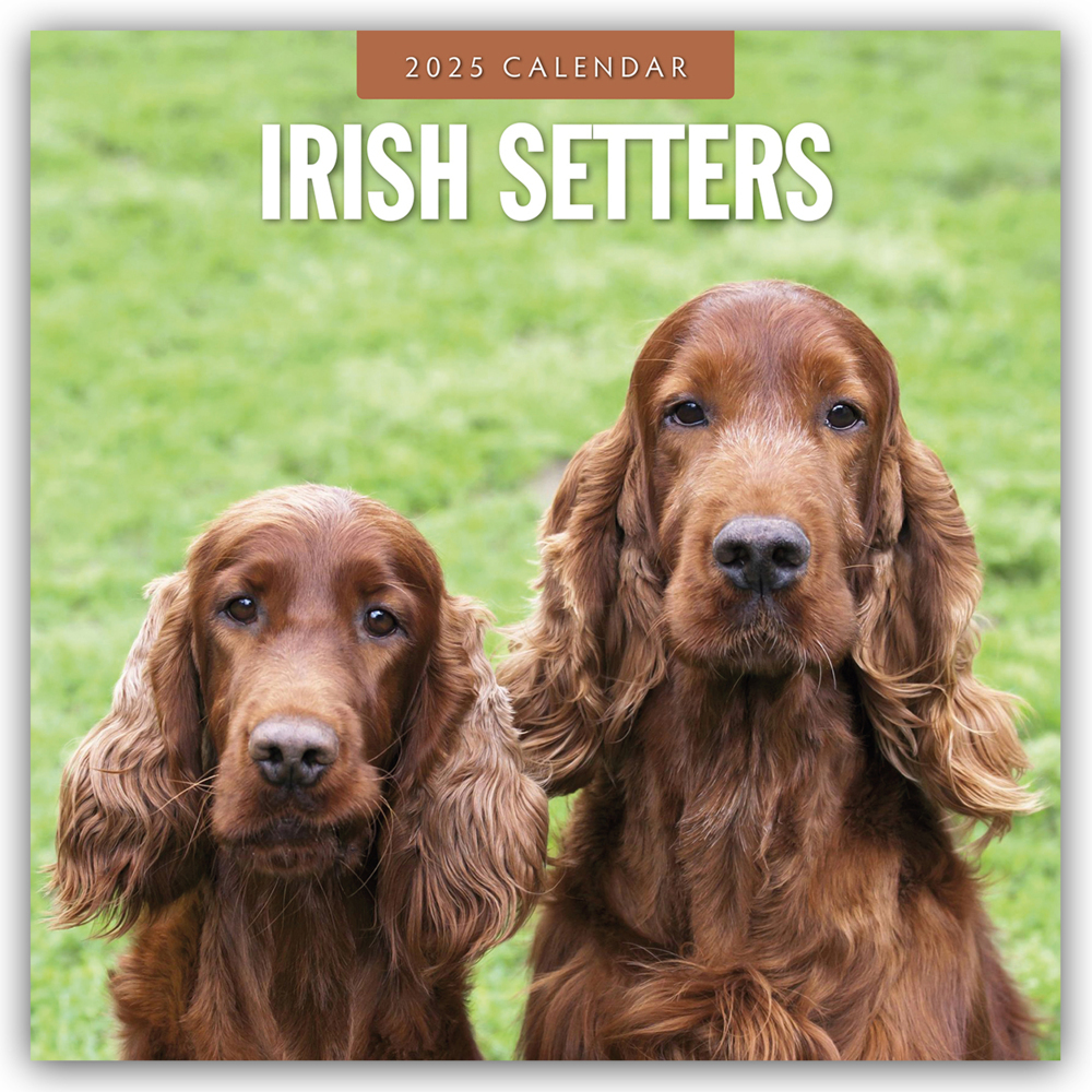 Cover: 9781804424766 | Irish Setters - Irischer Setter 2025 - 16-Monatskalender | Ltd | 14 S.