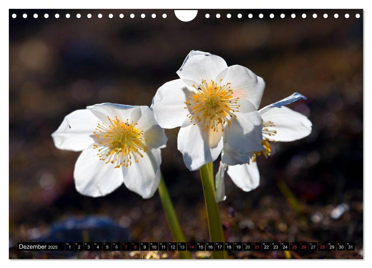 Bild: 9783435724666 | Meine 12 schönsten Alpenblumen (Wandkalender 2025 DIN A4 quer),...