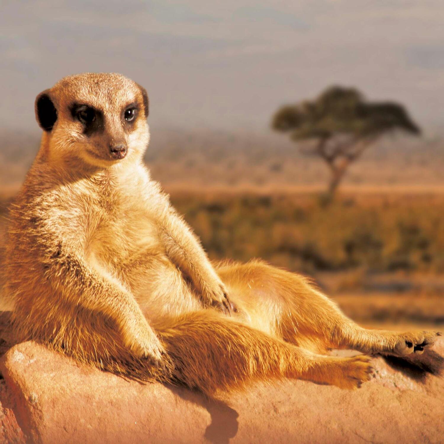 Bild: 9783959294683 | Meerkats/Erdmännchen 2025 | Kalender 2025 | Kalender | Artwork Edition