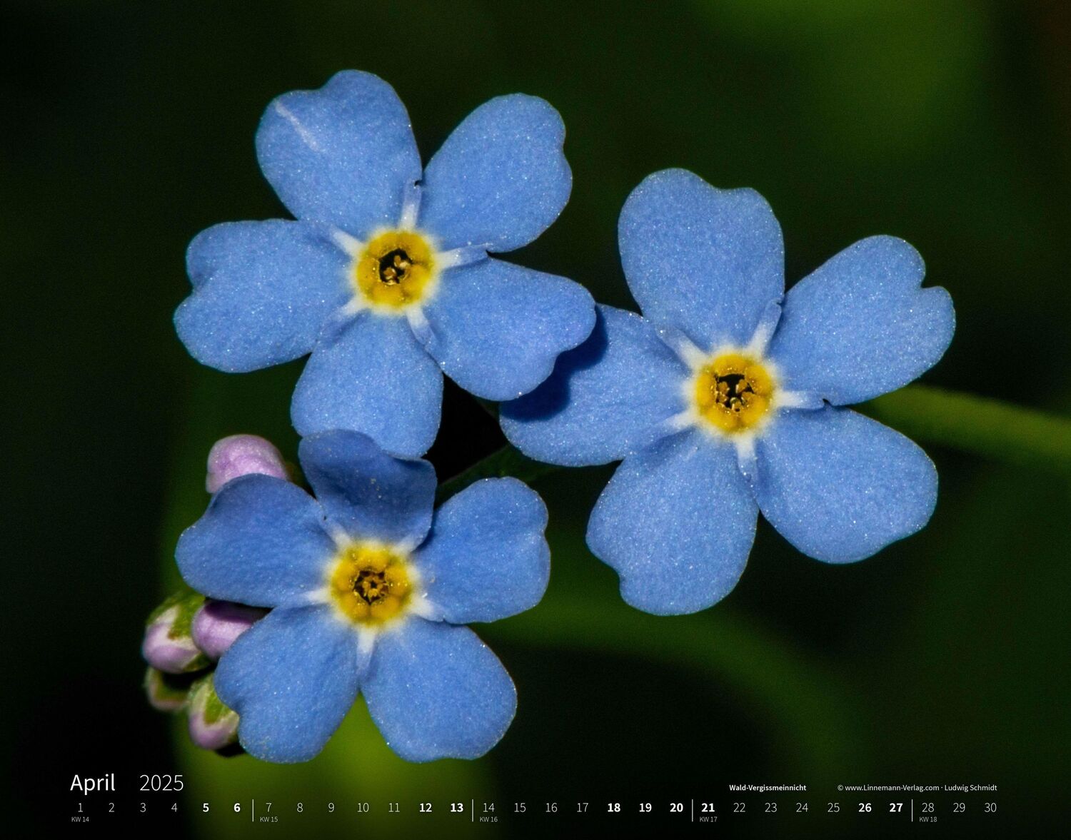 Bild: 9783862923403 | Wildblumen 2025 Großformat-Kalender 58 x 45,5 cm | Wildflowers 2025