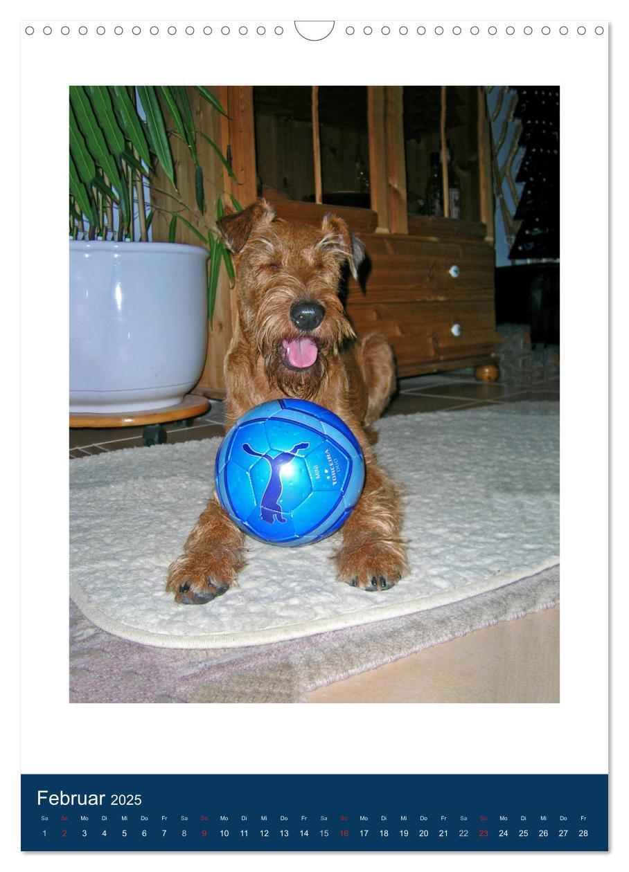 Bild: 9783435950768 | Kelly - Ein Irish Terrier macht Urlaub (Wandkalender 2025 DIN A3...