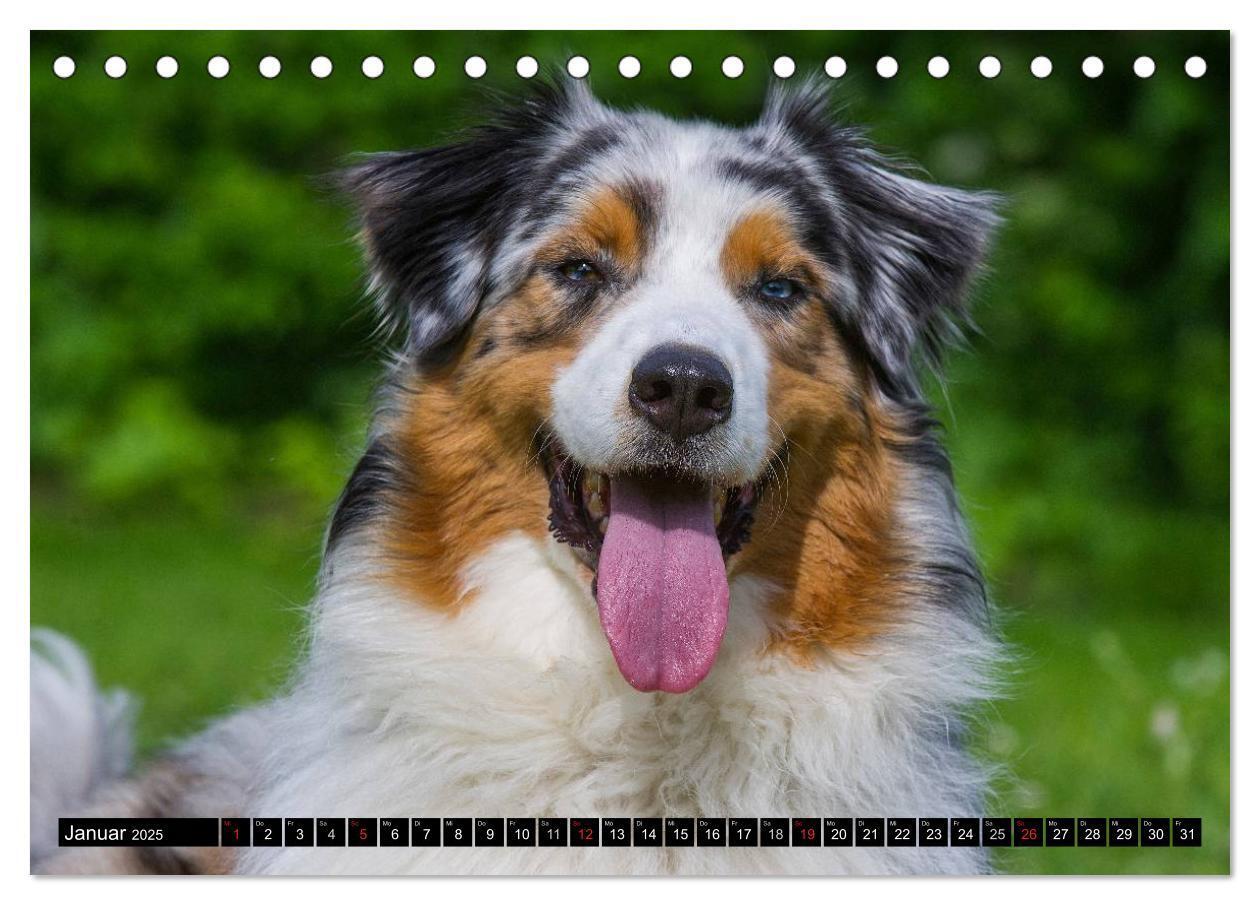 Bild: 9783435570287 | Bekannt wie ein bunter Hund. Australian Shepherd (Tischkalender...