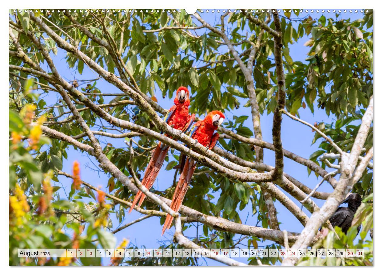 Bild: 9783383948954 | Costa Rica - Tierwelt und Landschaften (Wandkalender 2025 DIN A2...