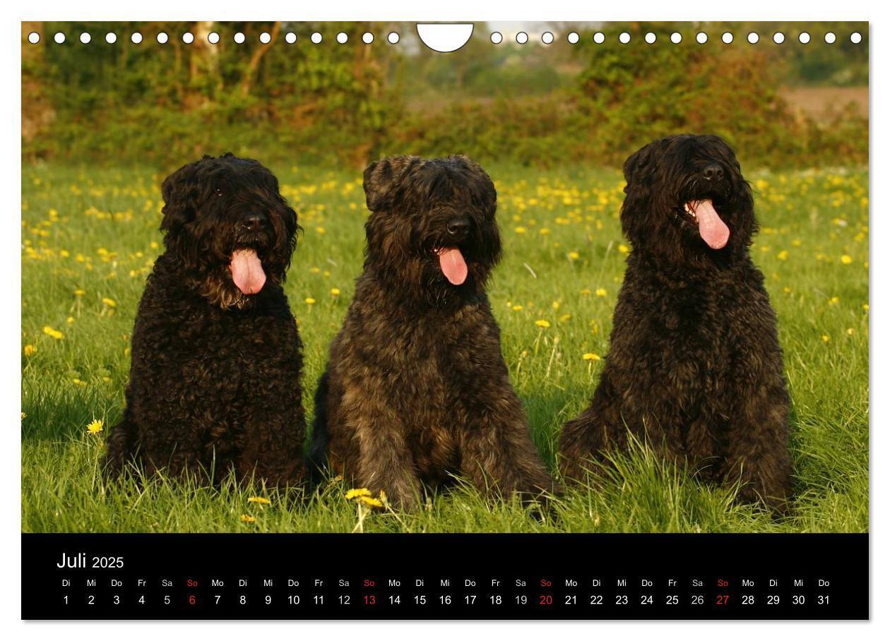 Bild: 9783435748402 | Bouvier des Flandres (Wandkalender 2025 DIN A4 quer), CALVENDO...