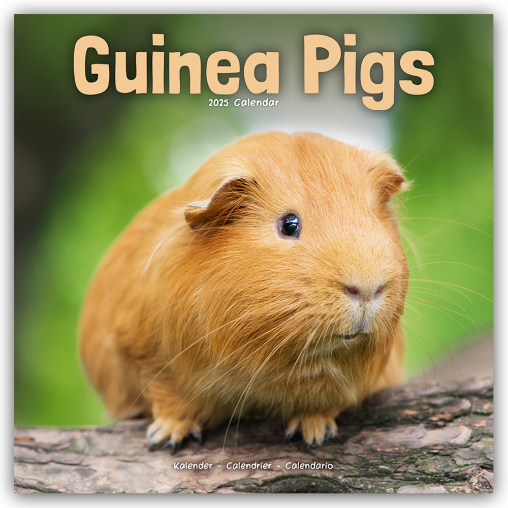 Cover: 9781804604366 | Guinea Pigs - Meerschweinchen 2025 - 16-Monatskalender | Ltd | 13 S.