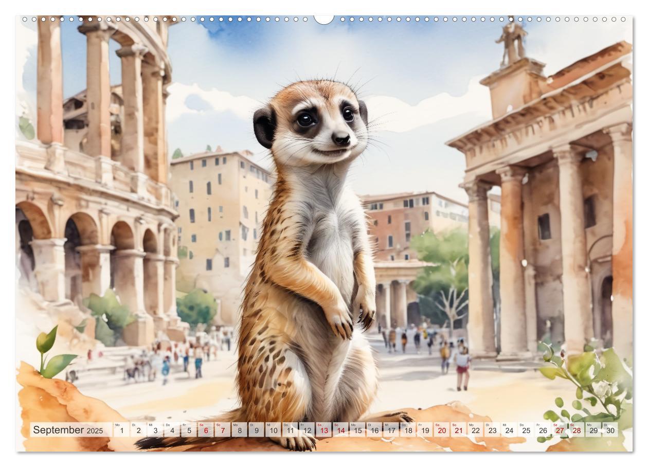 Bild: 9783383807664 | Erdmännchen in Italien (Wandkalender 2025 DIN A2 quer), CALVENDO...