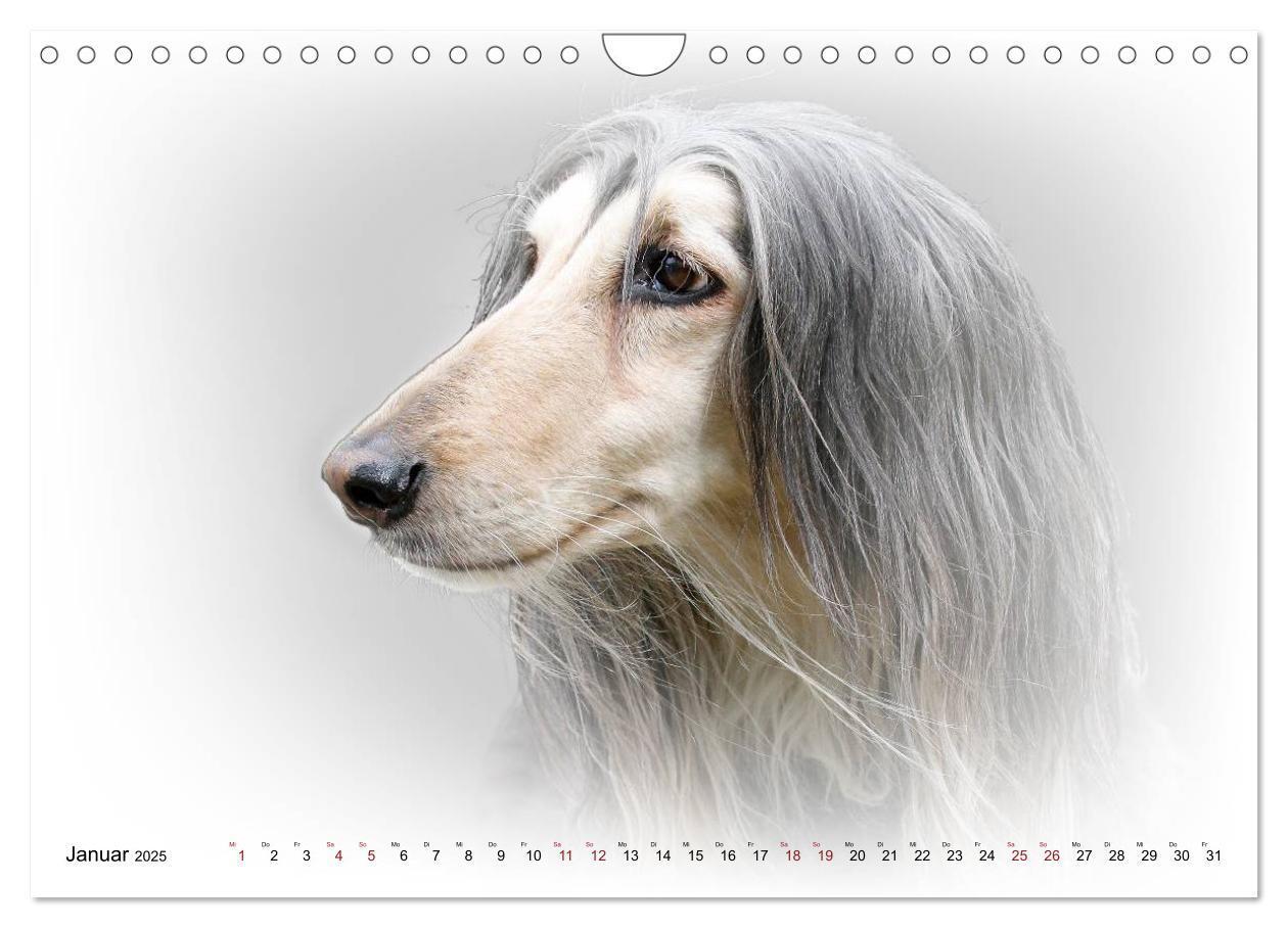 Bild: 9783383824333 | Windhund Portrait 2025 White Edition (Wandkalender 2025 DIN A4...