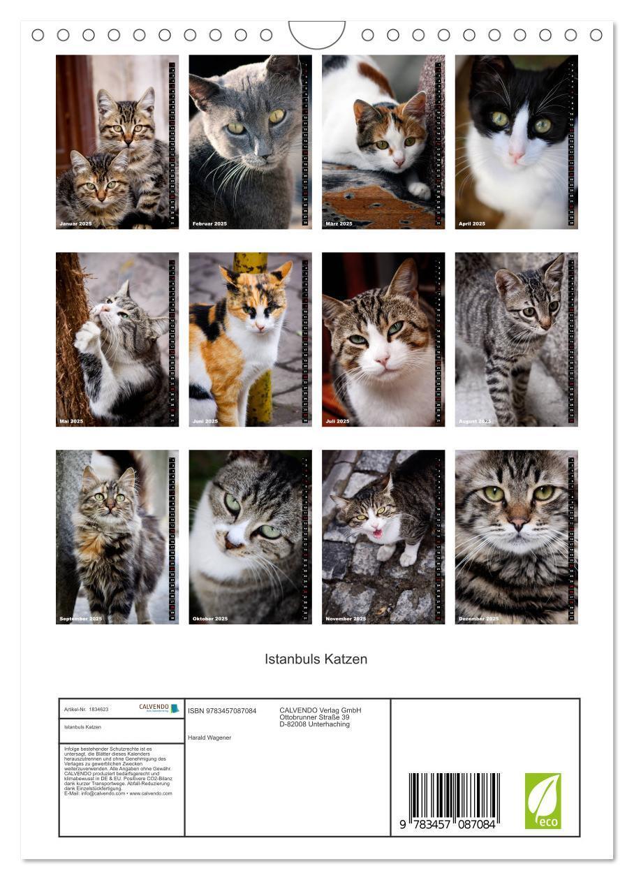 Bild: 9783457087084 | Istanbuls Katzen (Wandkalender 2025 DIN A4 hoch), CALVENDO...