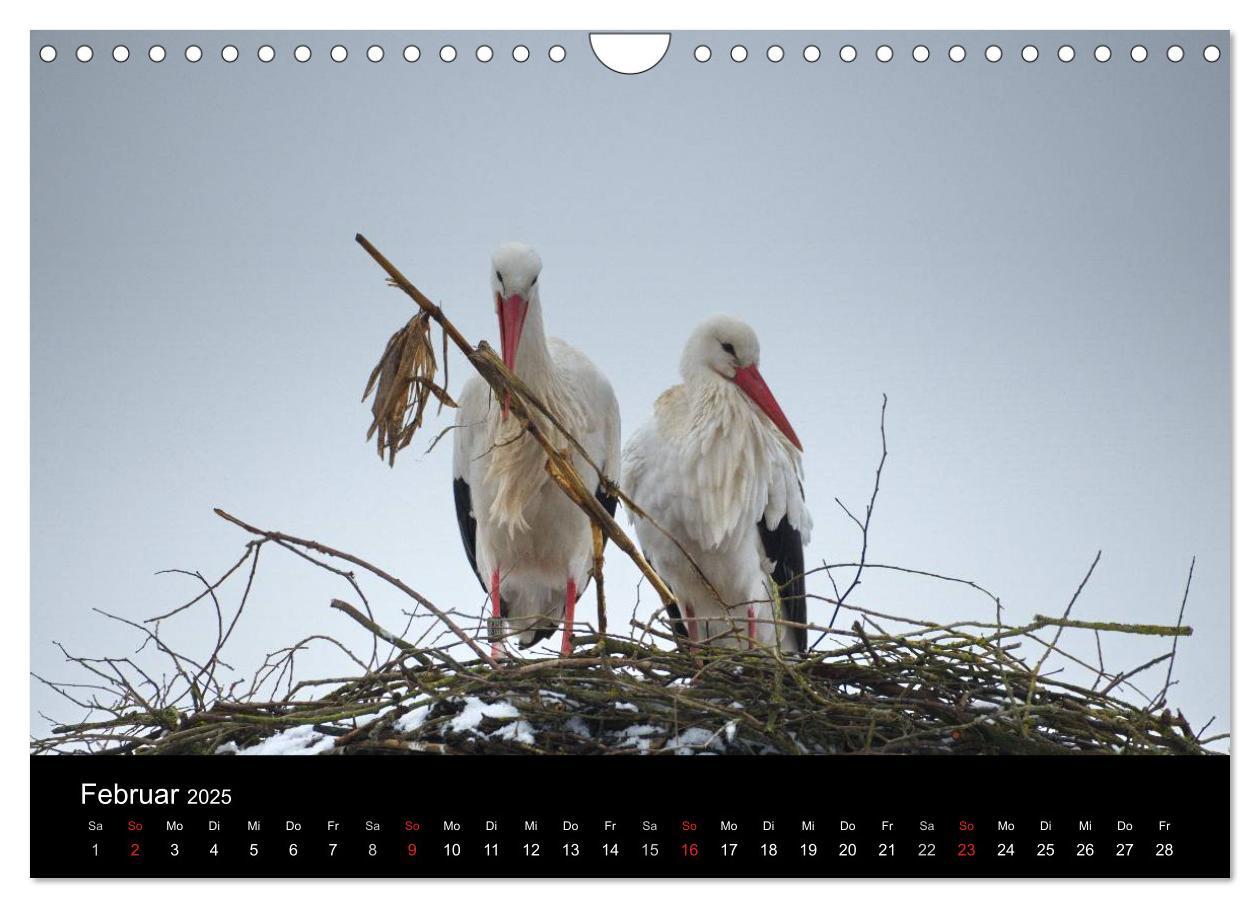 Bild: 9783435527823 | Ein Jahr bei den Störchen (Wandkalender 2025 DIN A4 quer), CALVENDO...