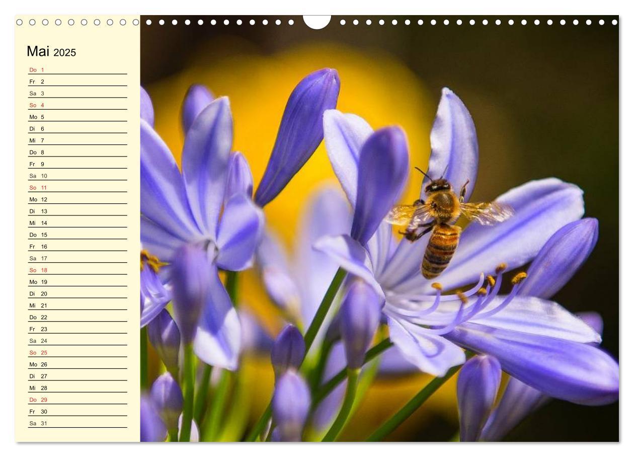 Bild: 9783435513970 | Fleißige Bienen. Von der Blüte bis zum Honig (Wandkalender 2025 DIN...