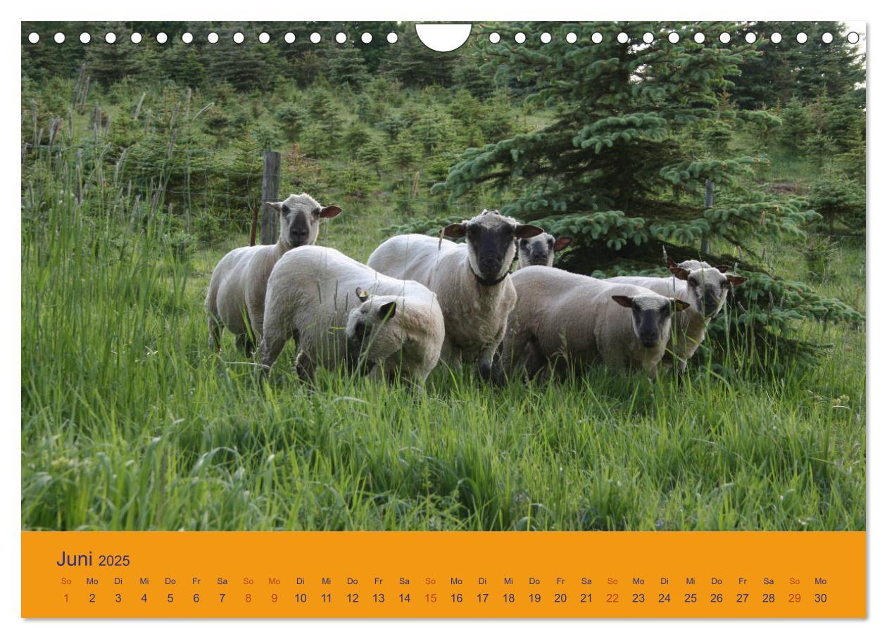 Bild: 9783435249985 | Shropshire Schafe (Wandkalender 2025 DIN A4 quer), CALVENDO...