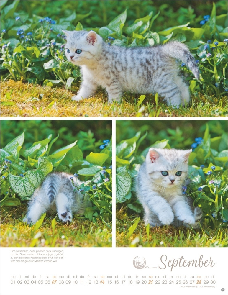 Bild: 9783756405305 | Katzenkinder Posterkalender 2025 | Monika Wegler | Kalender | 14 S.