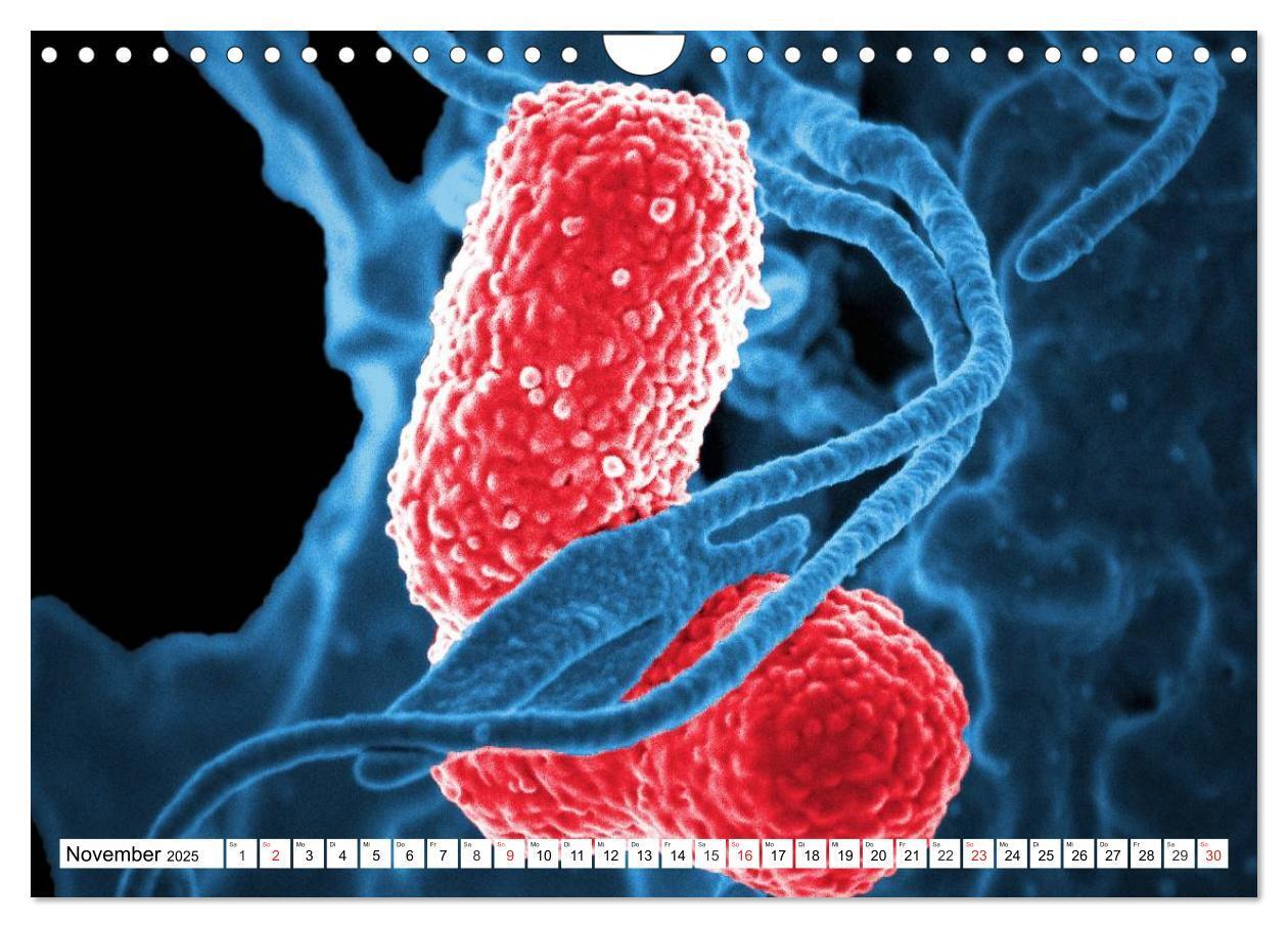 Bild: 9783435484249 | Mikrobiologie. Mikroorganismen, Genetik und Zellen (Wandkalender...