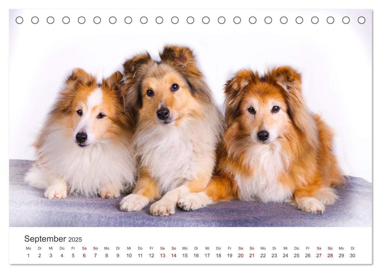 Bild: 9783383916519 | Shelties - Die zuckersüßen Vierbeiner. (Tischkalender 2025 DIN A5...