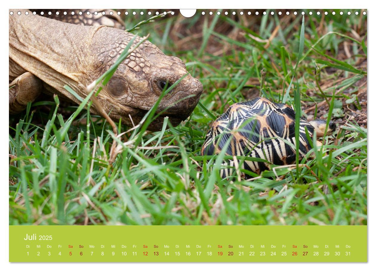 Bild: 9783435315505 | Meine Schildkröten (Wandkalender 2025 DIN A3 quer), CALVENDO...