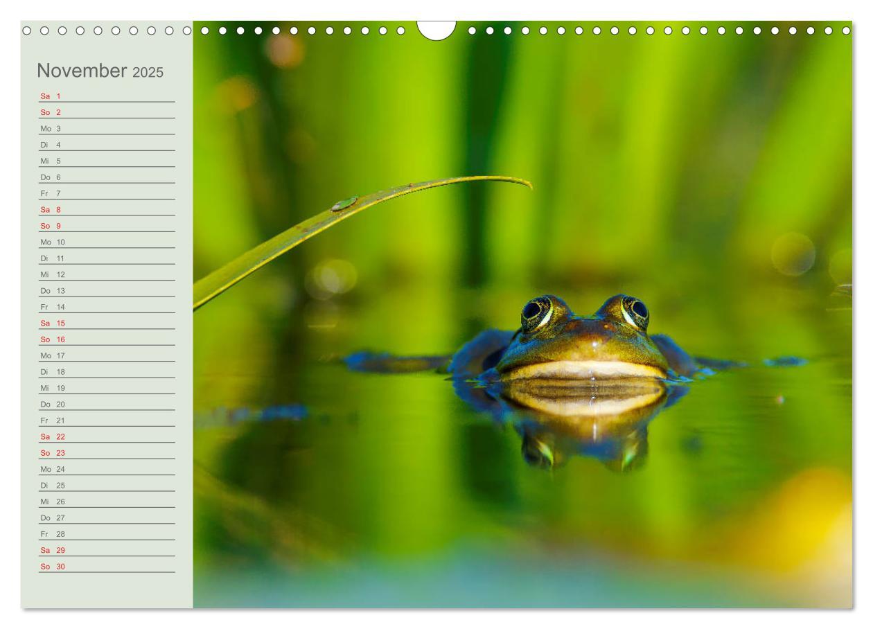 Bild: 9783435116911 | Donaudelta - Tierparadies am Schwarzen Meer (Wandkalender 2025 DIN...