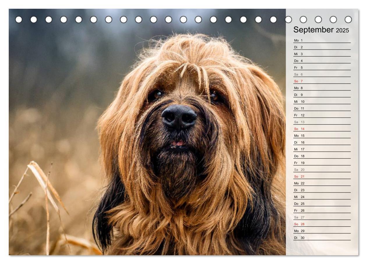 Bild: 9783435468775 | Der Briard 2025 - Ein echter Charmeur (Tischkalender 2025 DIN A5...