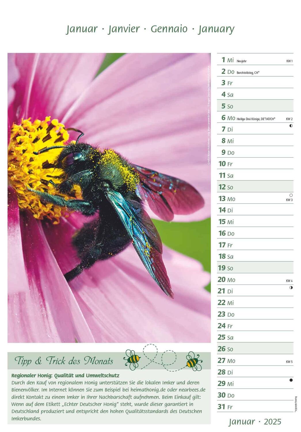 Bild: 4251732344399 | Bienen 2025 23,7x34 | Alpha Edition | Kalender | 28 S. | Deutsch