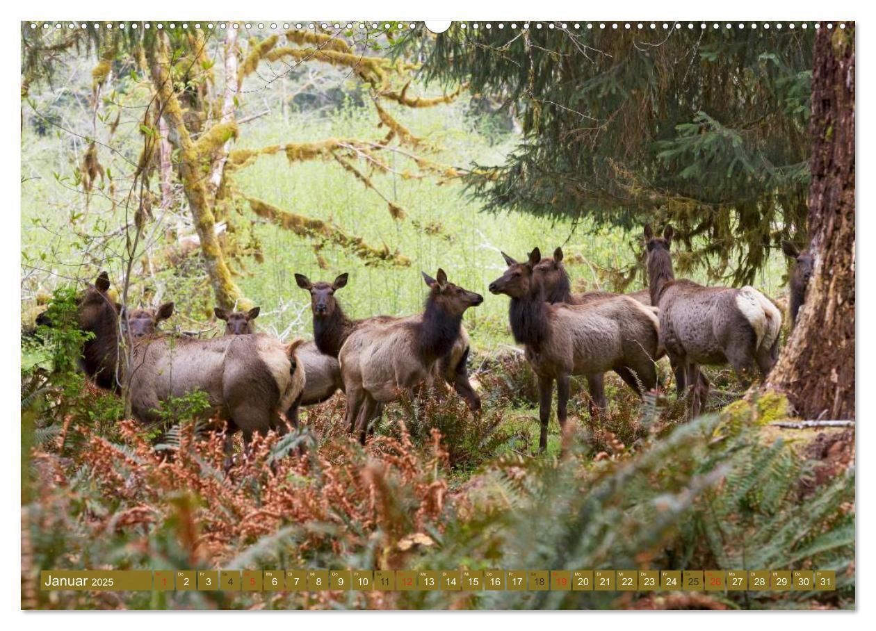 Bild: 9783435630899 | Bär, Wolf und Co - Tiere Nordamerikas (Wandkalender 2025 DIN A2...