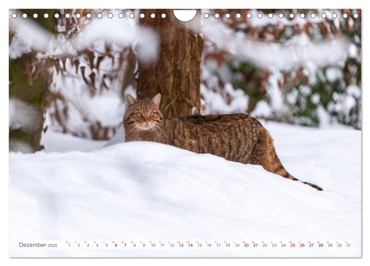 Bild: 9783435219797 | Wildkatzen - die anmutigsten Raubiere in Europa. (Wandkalender 2025...