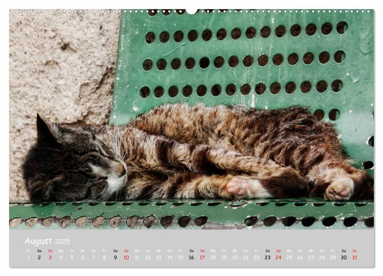 Bild: 9783435787333 | Katzen des Südens (Wandkalender 2025 DIN A2 quer), CALVENDO...